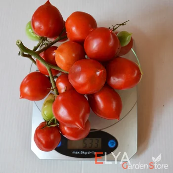 Sēklas tomātu skūpsts Gerani (indet.) stādīšanai. Svaigas vīnogu Ražas, sertificēta šķirnes. Labākais dārzeņi jums!
