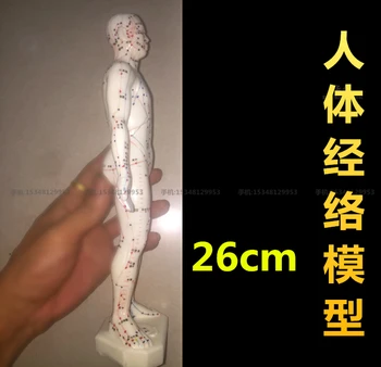 Medicīnas izmantot cilvēka meridiāna punkts modelis super clear akupunktūras vīriešu modelis modelis, tradicionālā Ķīniešu eksperimenta 26cm
