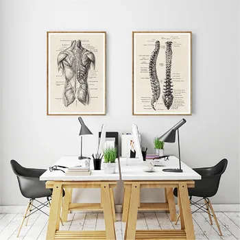 Cilvēka Anatomija Drukāšanas Izglītības Gleznu Plakātu Mākslas Darbu Medicīnas Sienas Attēlu Balsta Un Kustību Aparāta Slimnīcas Klīnikā Apdare Attēls 2